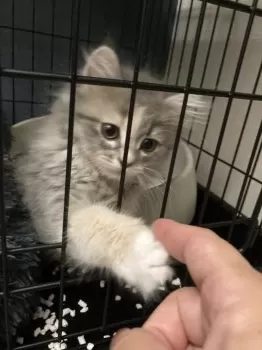 ましゅん 様のお迎えした子猫