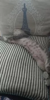 MiMi 様のお迎えした子猫