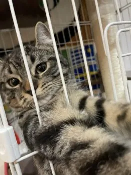 マツ 様のお迎えした子猫