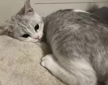 A.Y 様のお迎えした子猫