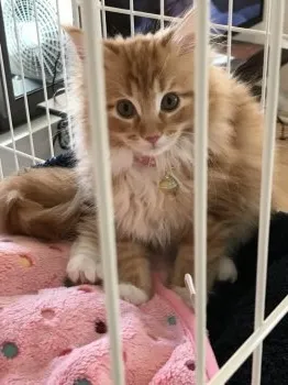 出雲 様のお迎えした子猫