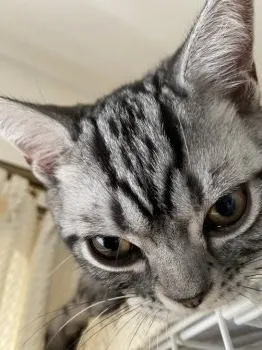 はな 様のお迎えした子猫