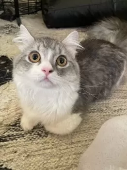 Y.K 様のお迎えした子猫