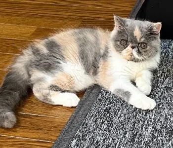 S.Ｉ 様のお迎えした子猫