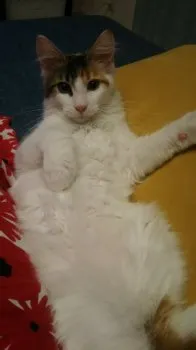 SUママ 様のお迎えした子猫