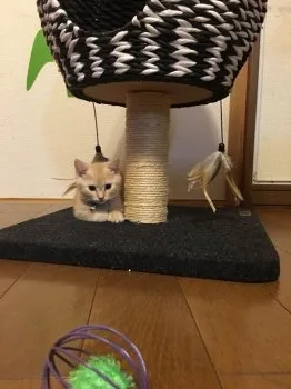 KONNO 様のお迎えした子猫