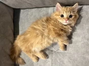 りゅう 様のお迎えした子猫