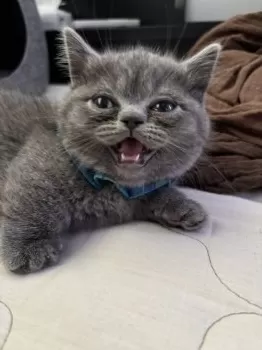 green 様のお迎えした子猫