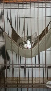 J.H 様のお迎えした子猫