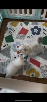 S.O 様のお迎えした子猫