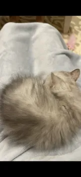 あめ 様のお迎えした子猫