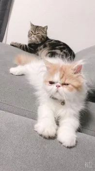 ゆい 様のお迎えした子猫