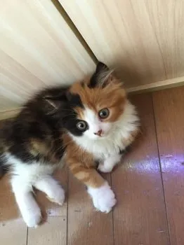 けいくみ 様のお迎えした子猫