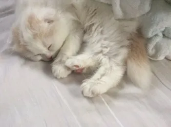 ツボッチ 様のお迎えした子猫
