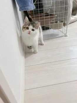 M.M 様のお迎えした子猫