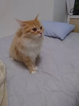 モモエ 様のお迎えした子猫