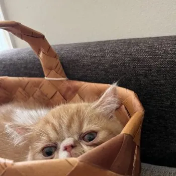 0v0 様のお迎えした子猫