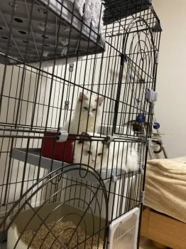 H.N 様のお迎えした子猫