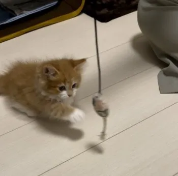 みく 様のお迎えした子猫