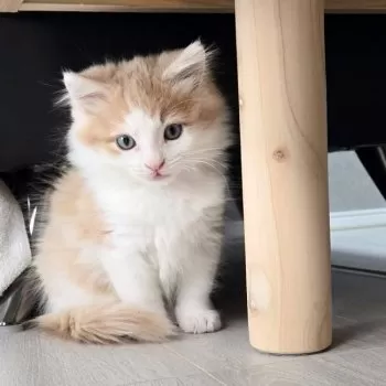 F.S 様のお迎えした子猫