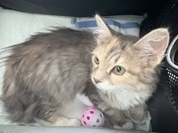 M.N 様のお迎えした子猫