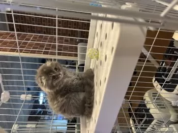 K.A 様のお迎えした子猫