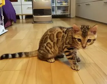 ルイルイ 様のお迎えした子猫