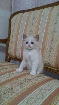 あおママ 様のお迎えした子猫