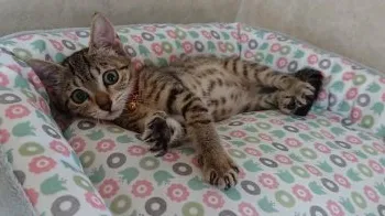 miri 様のお迎えした子猫