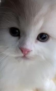 さちねこ 様のお迎えした子猫