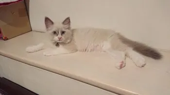 ジェイミー 様のお迎えした子猫