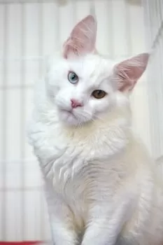なん 様のお迎えした子猫