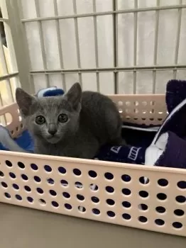 M.S 様のお迎えした子猫