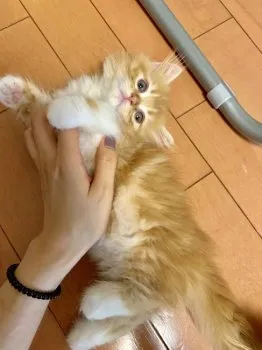 ハニーくんママ 様のお迎えした子猫