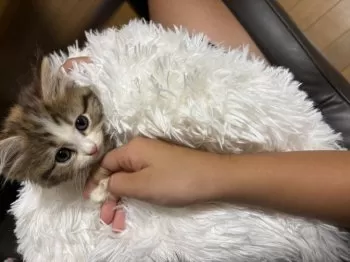 華 様のお迎えした子猫