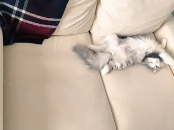 なつ 様のお迎えした子猫