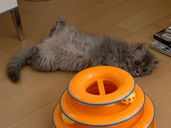 emmy 様のお迎えした子猫