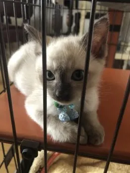 アンナ 様のお迎えした子猫