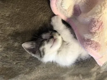 AK 様のお迎えした子猫