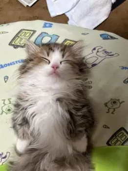 M.Y 様のお迎えした子猫