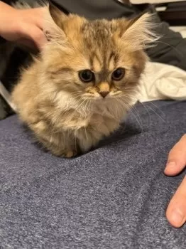 M.S 様のお迎えした子猫