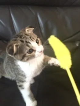 みりん母 様のお迎えした子猫