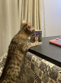 ゆえよし 様のお迎えした子猫