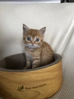 かこ 様のお迎えした子猫