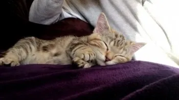 和栗ママ 様のお迎えした子猫