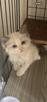 まー 様のお迎えした子猫