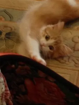 ねこパパ 様のお迎えした子猫