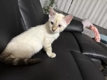 ua 様のお迎えした子猫