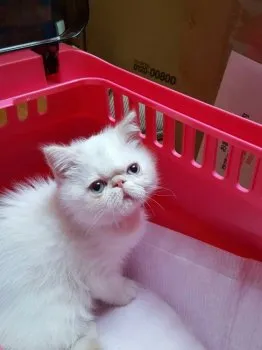 はるりん 様のお迎えした子猫