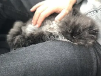 P@ 様のお迎えした子猫